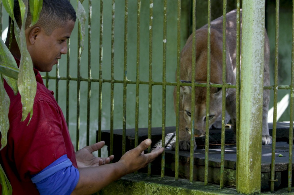 O tratador de animais do Ibama Francisco de Assis cuidou da onça parda Lucius (Foto: Alberto César Araújo/AmReal)