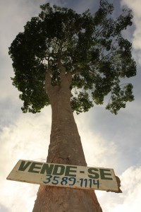 Em áreas de conflitos agrários as árvores nobres são derrubadas sem trégua. (Foto: Alberto César Araújo)