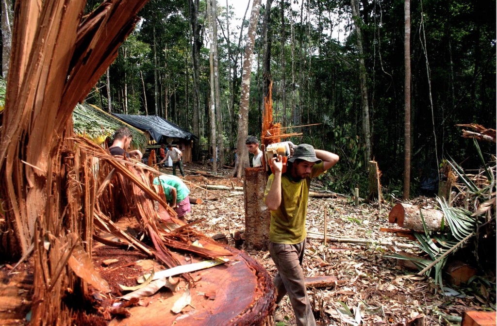 Desmatamento da floresta amazônica em Apuí (AM). Foto: Alberto César Araújo