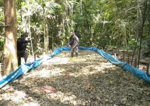 Poço de maceração de folhas de coca na floresta amazônica da região do rio  Javari no Peru. (Foto: Divulgação/Polícia Federal do Amazonas e Polícia Nacional do Peru)