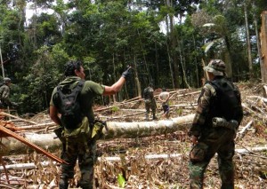  Em operação na selva policiais prendem "cocaleros" responsáveis pelo cultivo da coca. (Foto: Divulgação da Polícia Federal e  Polícia Nacional do Peru)
