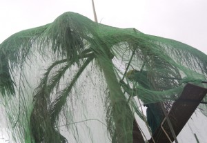Bombeiro retira tela de palmeira imperial do condomínio (Foto: Ipaam)
