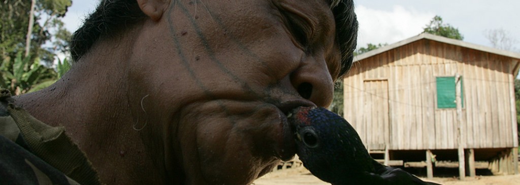 Aruká alimenta o papagaio da família com mandioca (Foto: Odair Leal)  