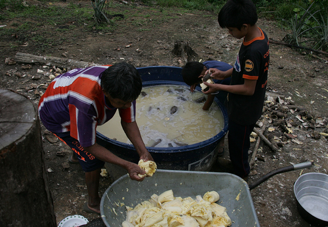 Aruká prepara a mandioca com o neto Kuãimbu (Foto: Odair Leal/AR)