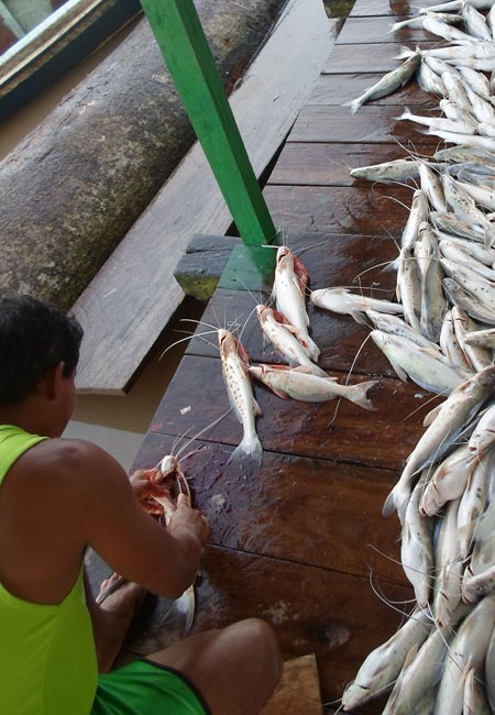 A maioria dos consumidores do peixe vive em regiões fora da Amazônia brasileira. (Foto: Diogo Lima/Mamirauá)