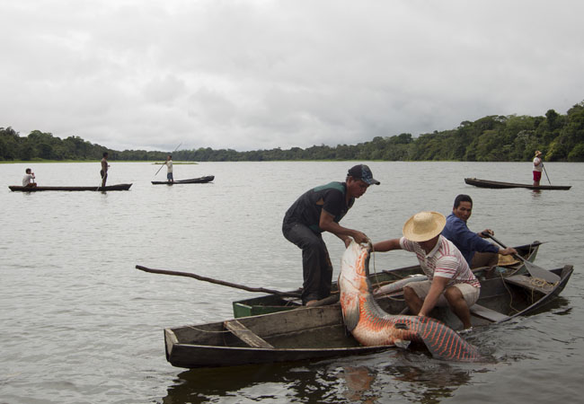 Em Mamirauá cada pescador tem cota para pescar 55 pirarucus. (Foto: Bruno Kelly)
