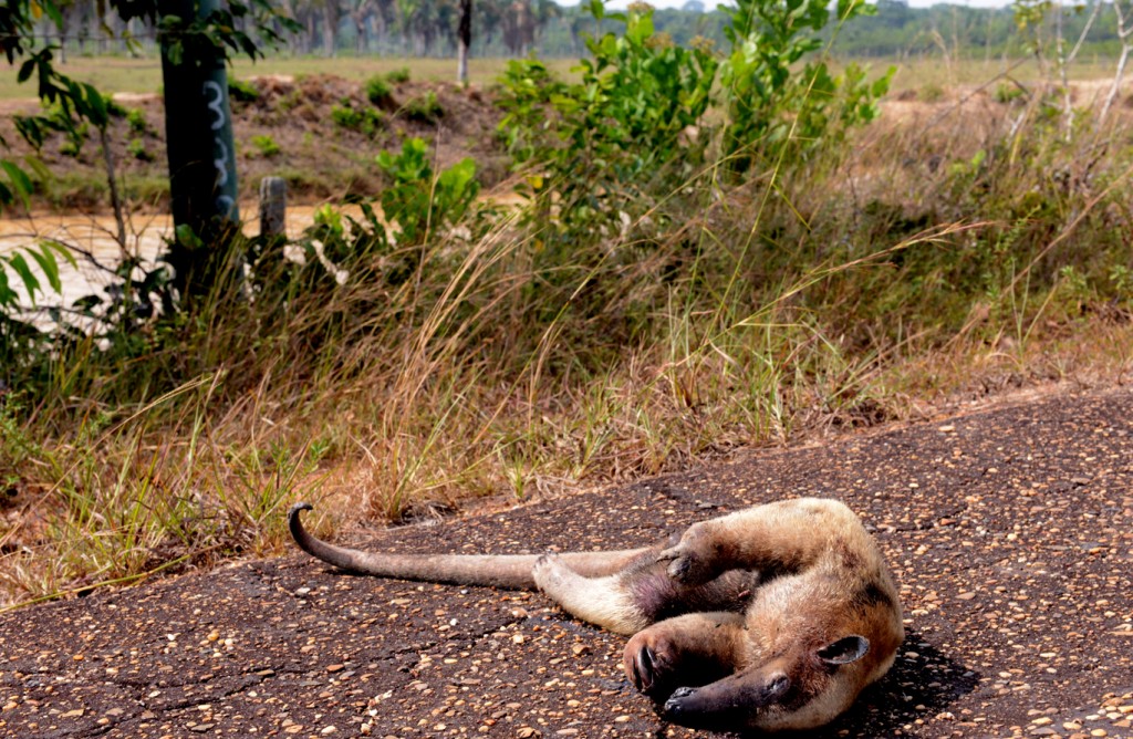 O tamanduá morreu na estrada após fugir das queimadas. (Foto: Chico Batata)