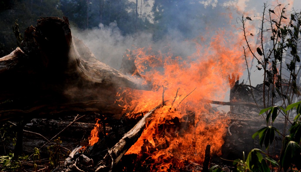 Floresta incendiada no entorno da BR-319, em Autazes (Foto: Chico Batata) 