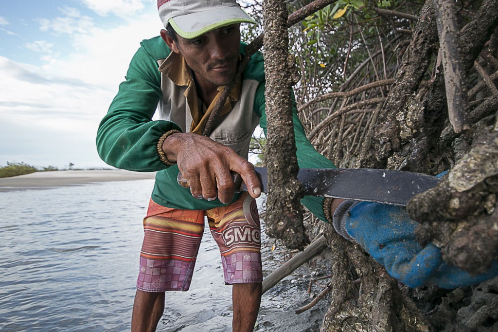 Fanksinatra Freitas é catador de ostras em Raposa, região metropolitana de São Luís. (Foto: Ana Mendes/AmReal)