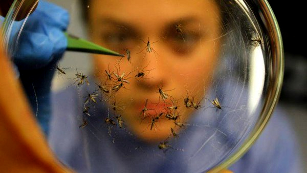 Pesquisadora  em estudo sobre os mosquitos Aedes Aegypti. (Foto: Fiocruz)  