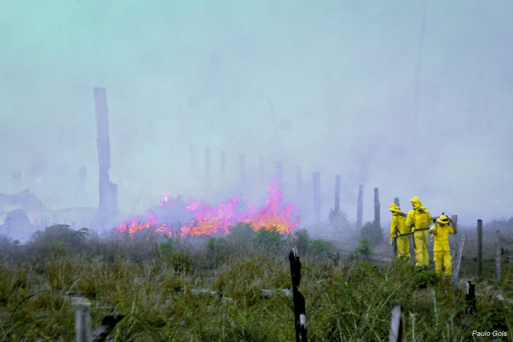 Brigadistas combatendo incêndio na zona rural de Caracaraí em março de 2016  (Foto: Paulo Gois/AmReal)