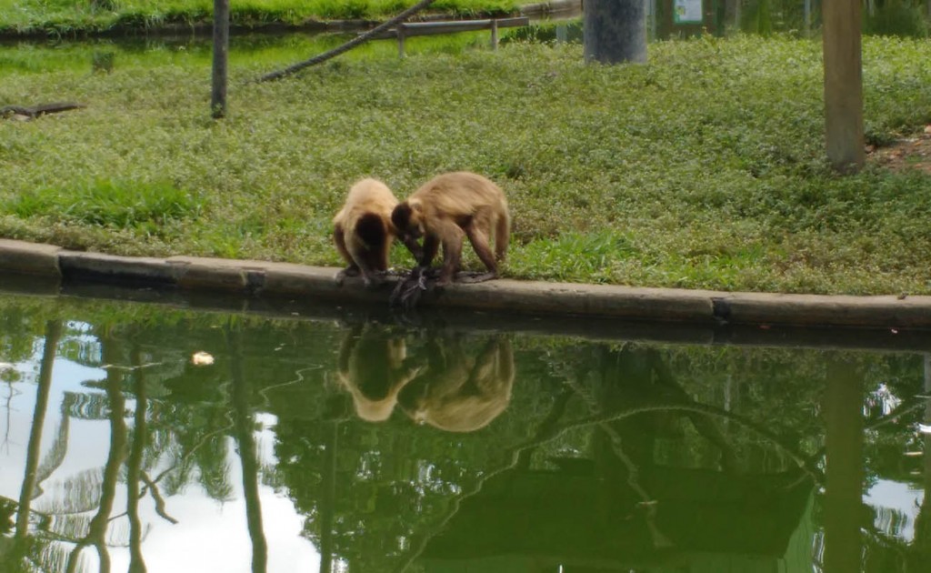 Os macacos no Zoo do CIGS (Foto: Fábio Pontes/AmReal)