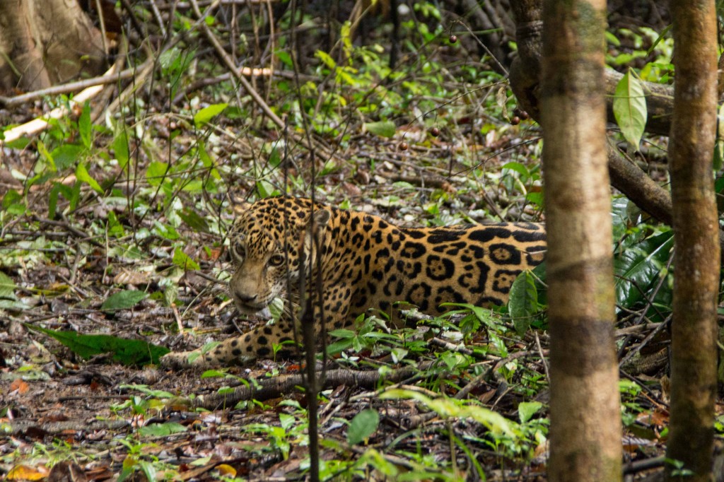 Uma onça-pintada em seu habitat natural na Reserva Mamirauá (Foto: Amanda Lelis)