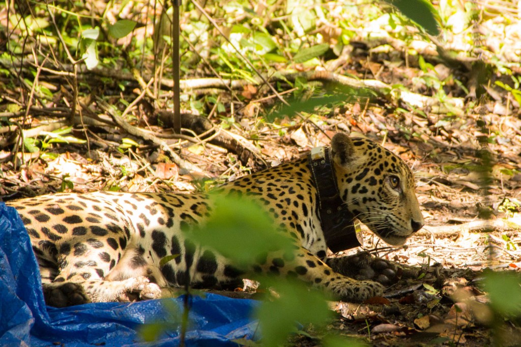 Uma onça em seu habitat natural na Reserva Mamirauá (Amanda Lelis) 
