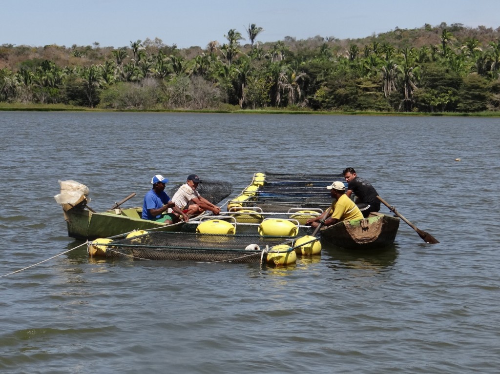 Produção de tilápia em Rondônia (Foto: Embrapa)
