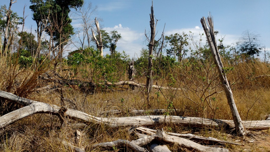 Área queimada em 2010 continua impactada (Foto: Fábio Pontes/Amazônia Real)