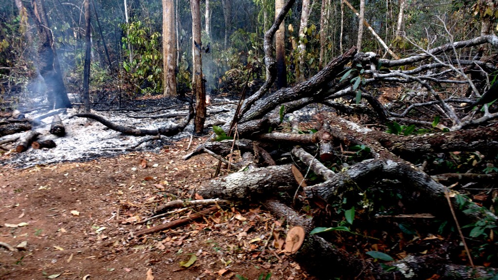 Área queimada da fazenda Tanguro, no Mato Grosso (Foto: Fábio Pontes/Amazônia Real)