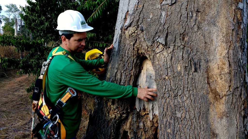 Pesquisador Paulo Brando analisa o impacto do fogo na árvore (Foto: Fábio Pontes/Amazônia Real)