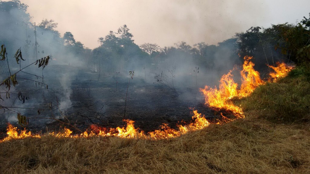 Incêndio floresta em Porto Velho (Foto: Marcela Bonfim/Amazônia Real)