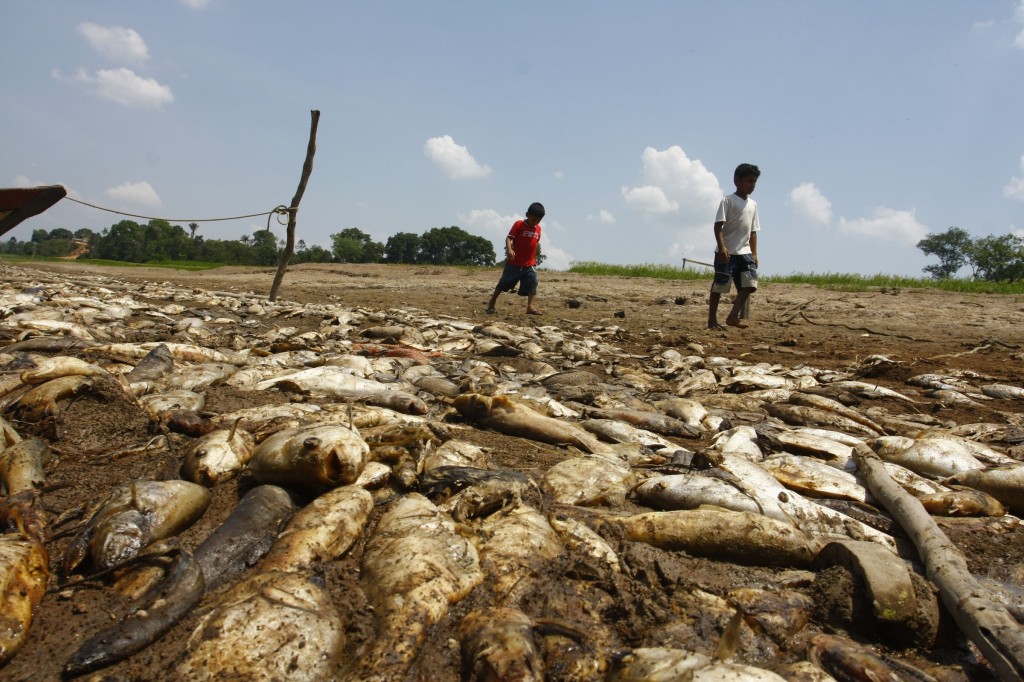 Peixes morrem durante a seca em Manaquiri (Foto: Alberto César Araújo/Amazônia Real/2009)