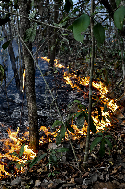 Queimada na floresta em Santarém, oeste do Pará (Foto: Jos Barlow/2015)