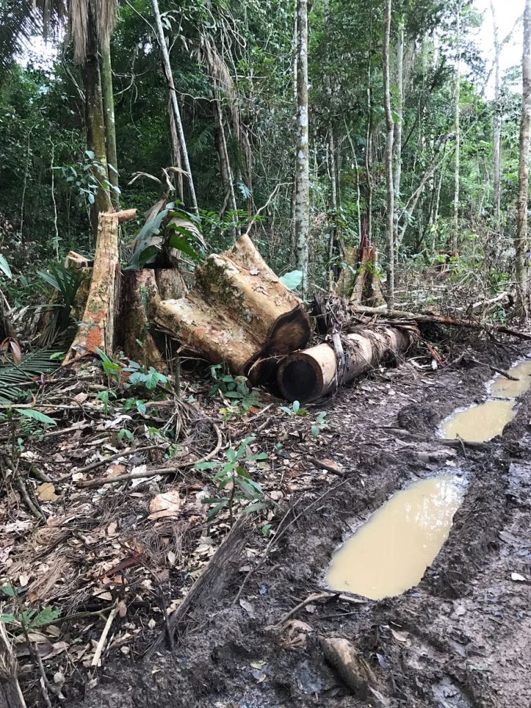 Castanheira derrubada por madeireiros na TI Uru-Eu (Associação Kanindé)