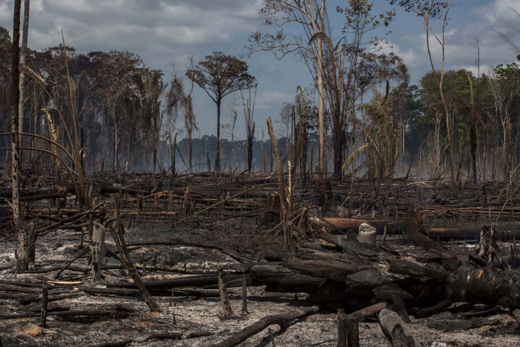 As chamas se alastram com facilidade, avançando sobre unidades de conservação como a Flona Tapajós (Foto Flavio Forner/InfoAmazônia)