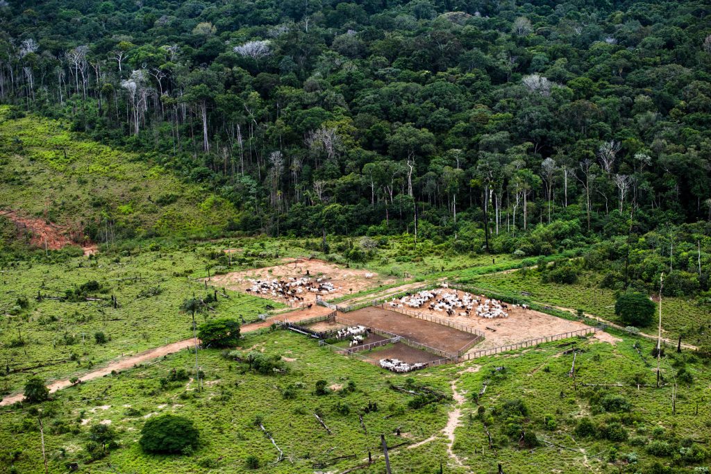 Criação de gado nos limites da Floresta Nacional de Urupadi, em Apúí (Foto Daniel Beltrá/Greenpeace)