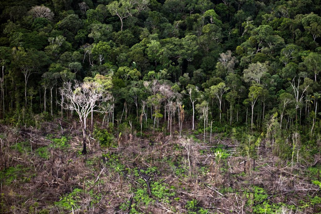 Desmatamento recente no distrito de Santo Antonio do Matupi, próximo à Floresta Nacional do Aripuanã (Foto Daniel Beltrá/Greenpeace)