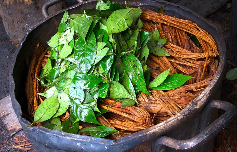 Ayahuasca is prepared with the jagube vine and the chacrona leaves collected in the Amazon forest (Photo: Santo Daime) 