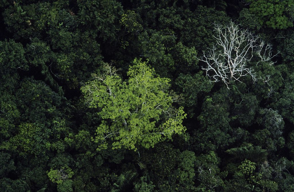 Floresta Amazônica (Foto: George Love/ONU)