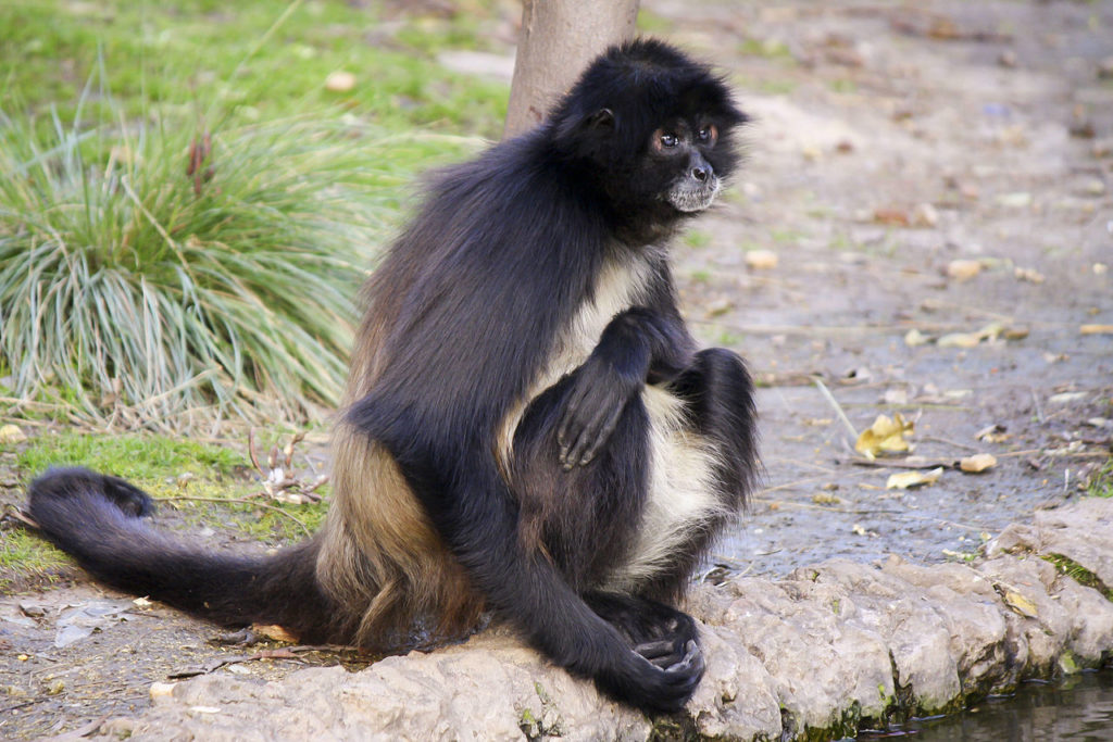 MACACO-ARANHA NA FLORESTA EM RONDÔNIA 