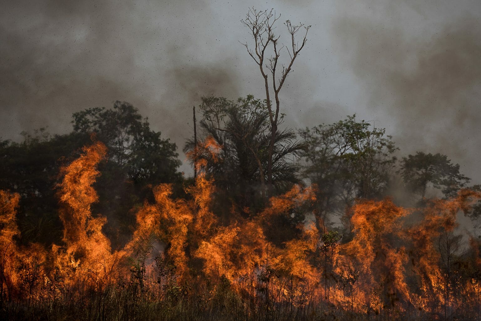 Amaz Nia Em Chamas Queimadas Consomem Rvores E Animais No