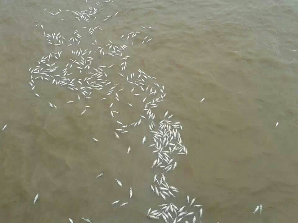 Usina de Jirau não soube informar quais espécies de peixes morreram (Foto: Rondôniavip)