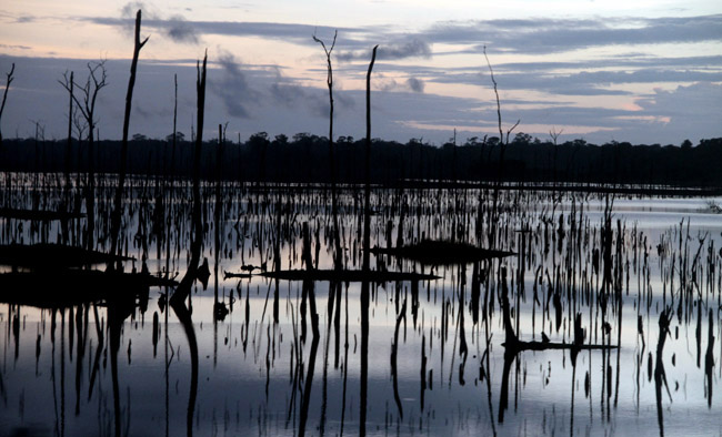 Palestrantes farão alerta sobre a devastação da floresta em debate da Amazônia Real