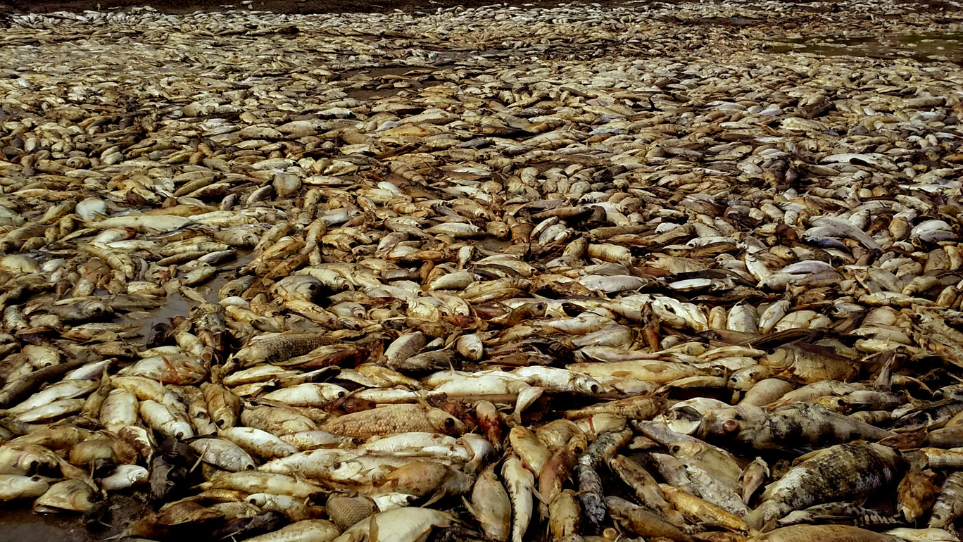 Pescadores anunciam mortandade de 25 mil t de peixes em Manaquiri (AM)