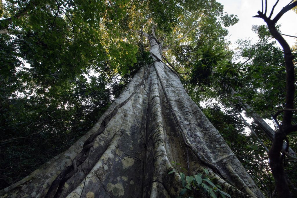 A Terra Uru Eu Wau Wau tem árvores centenárias da floresta amazônica (Foto: Mário Vilela/Funai)