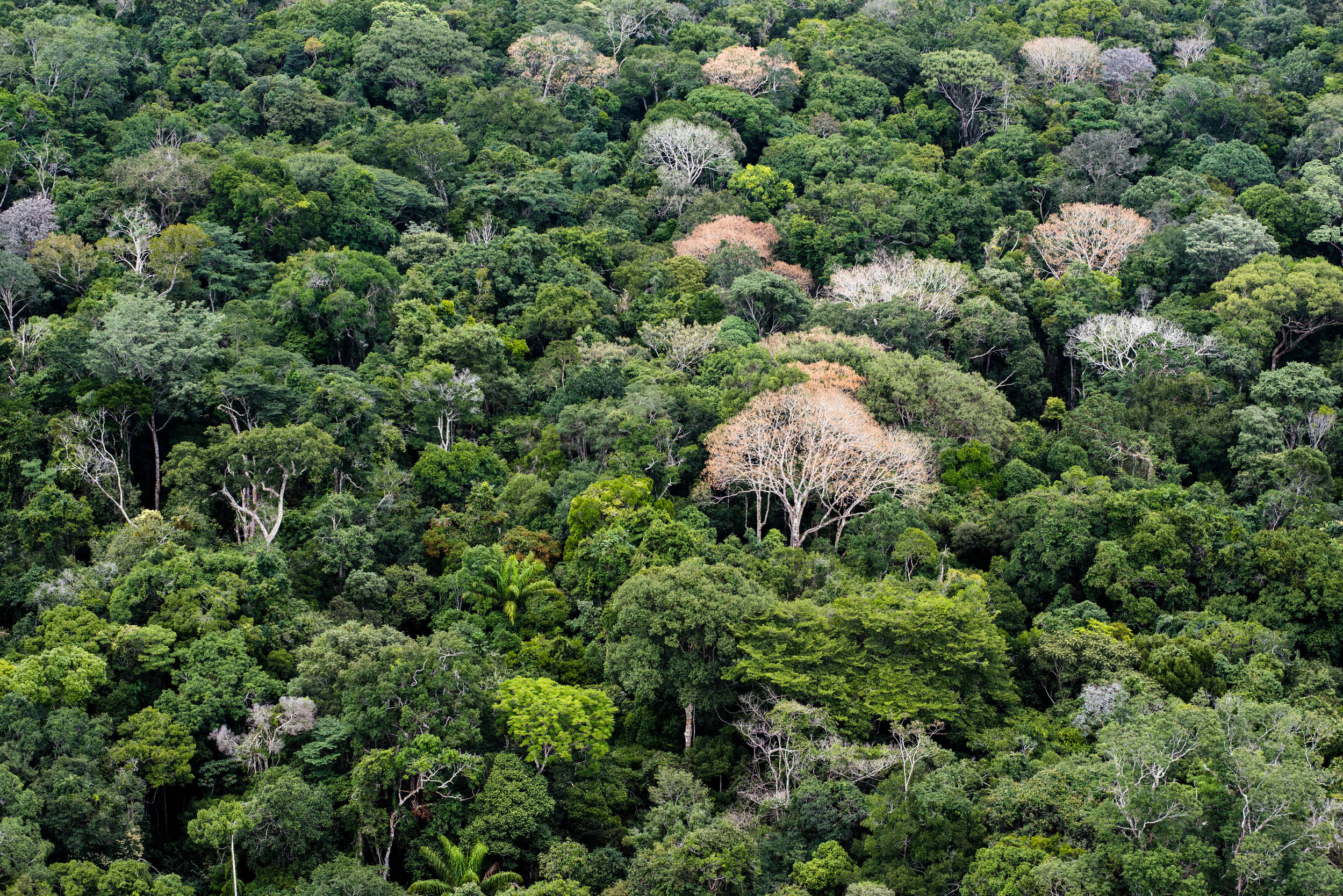 Governo Temer pode reduzir áreas de florestas para atender agronegócio no Amazonas