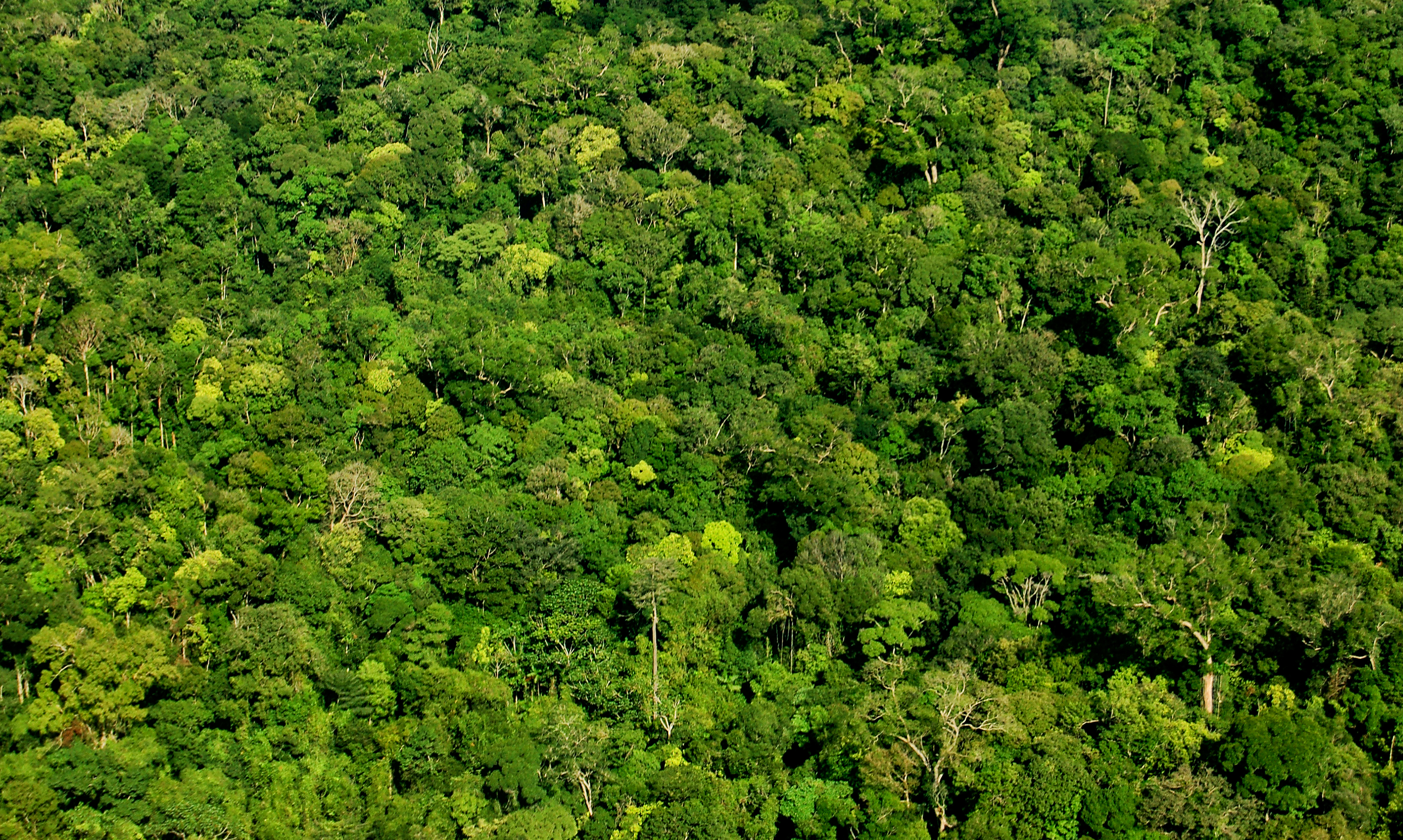 Pesadelo Ambiental na Amazônia