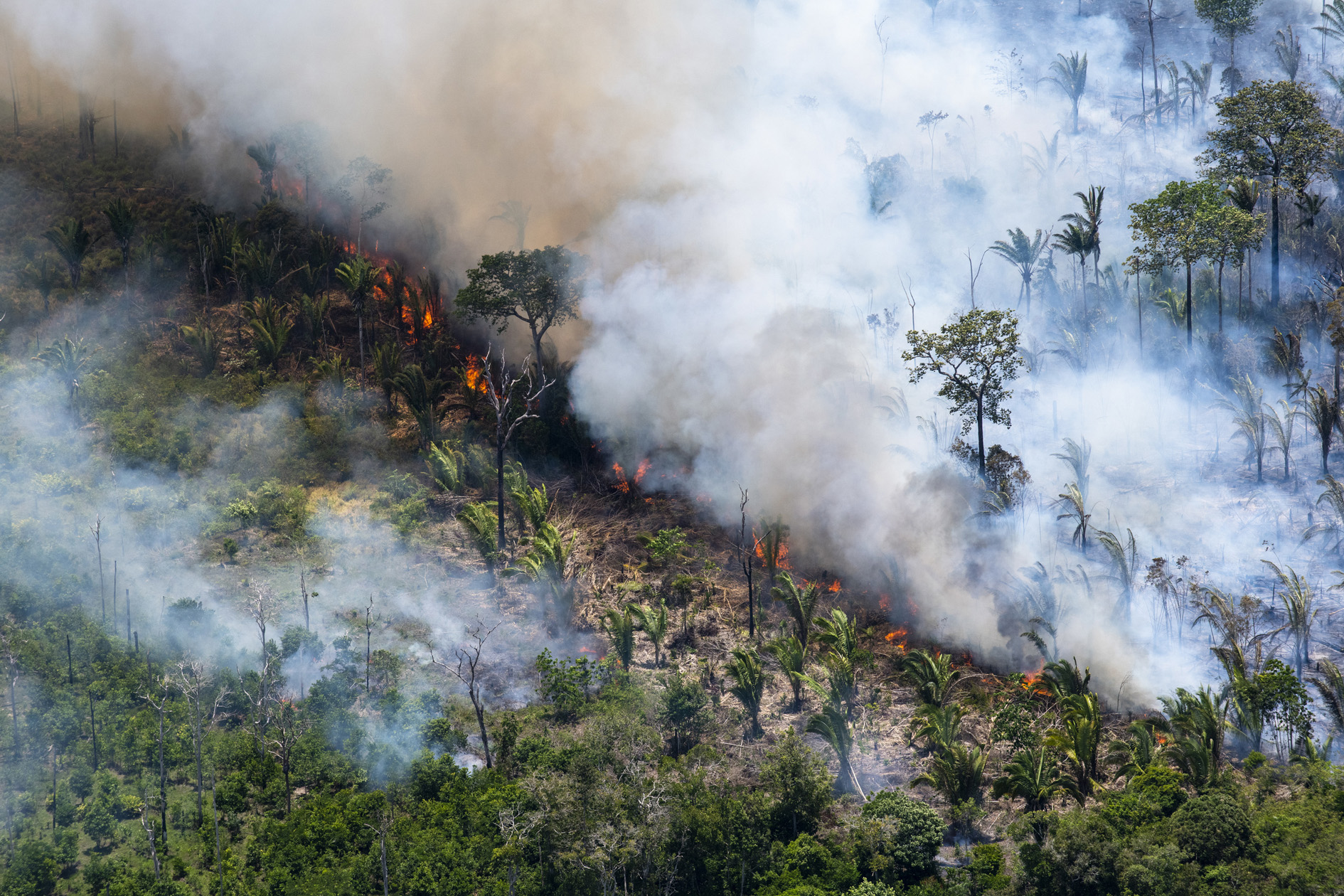 Проблема тропического леса. Вырубленные тропические леса Латинской Америки. Латинская Америка вырубка тропических лесов. Тропические леса пожары. Пожары в лесах амазонки.
