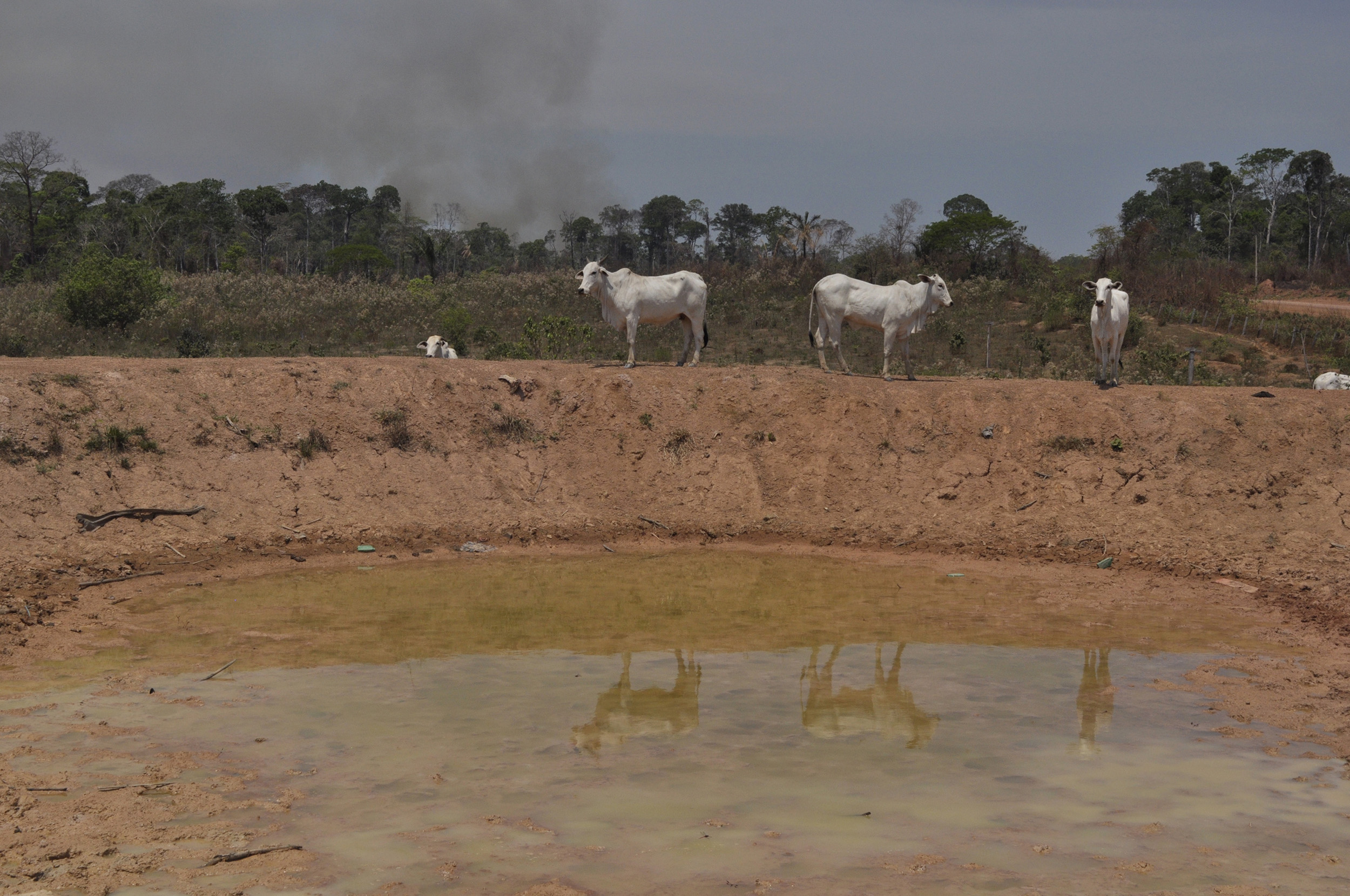 O herói do Acre - Amazônia Real