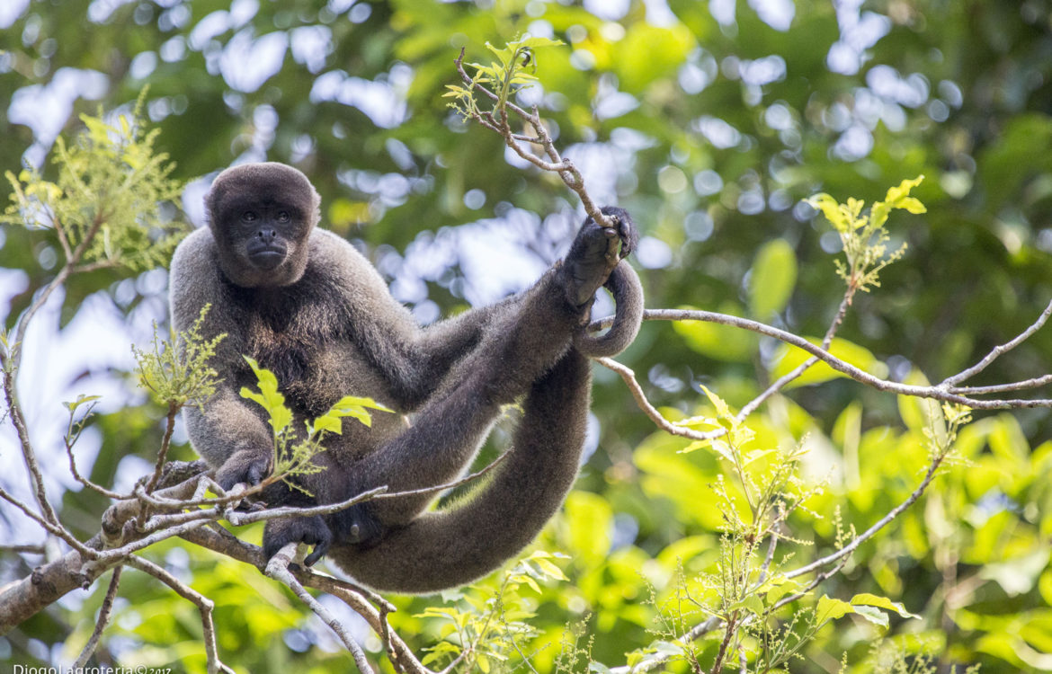 Macacos-aranha do Brasil vivem na Amazônia e correm risco de