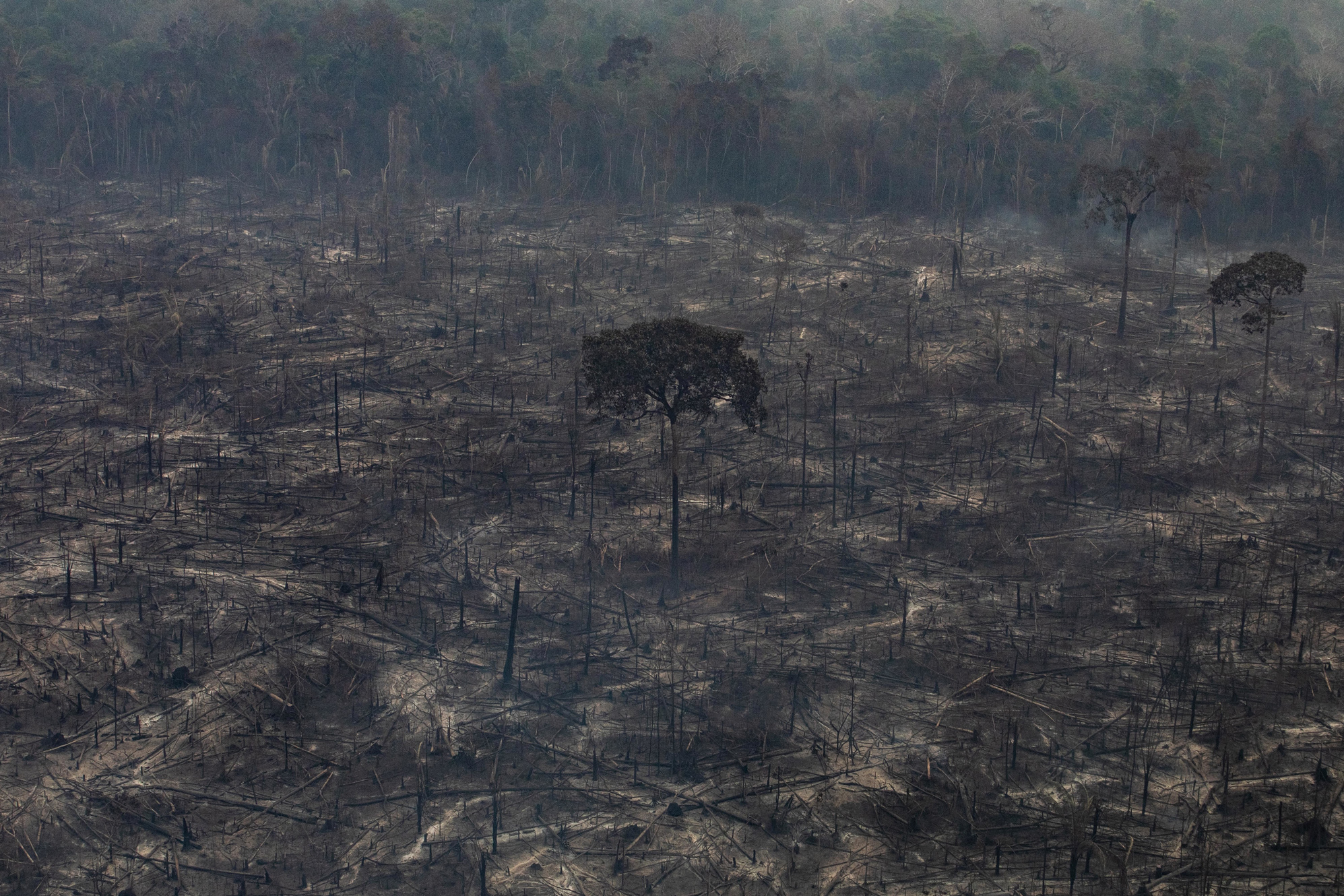 Queimadas e pandemia projetam cenário de ‘desastre’ na Amazônia, diz Ipam