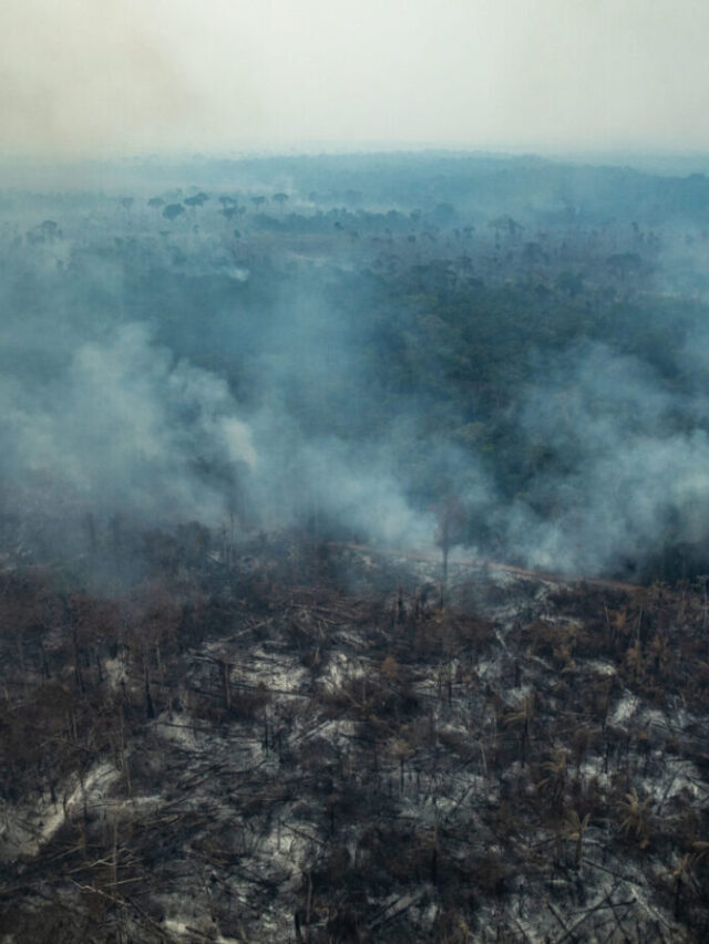 Como Bolsonaro desmontou a fiscalização ambiental