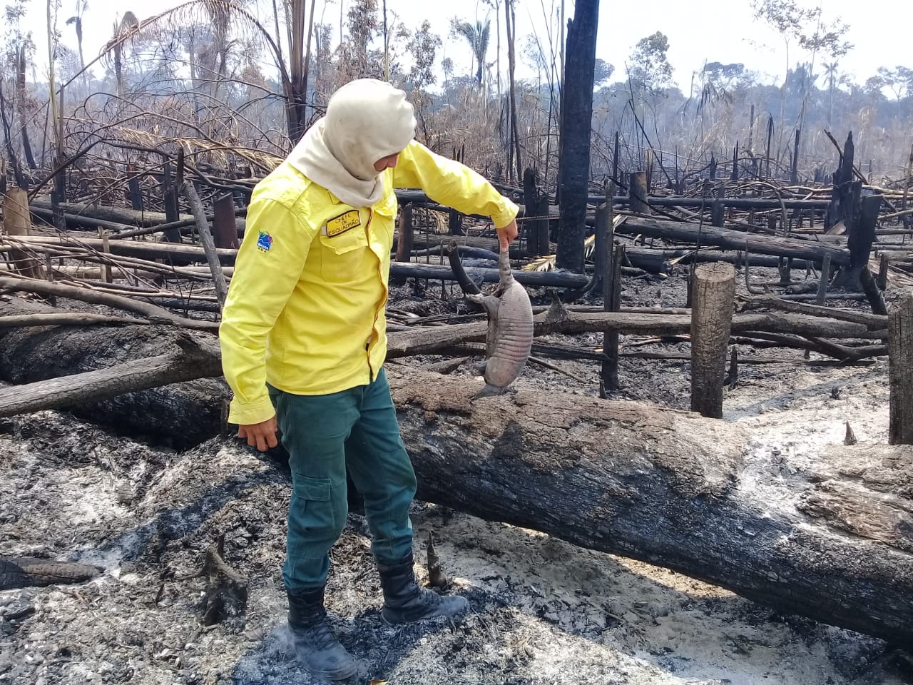 Abelhas, gafanhotos, sapos e tatus foram os mais atingidos pelos incêndios na Amazônia