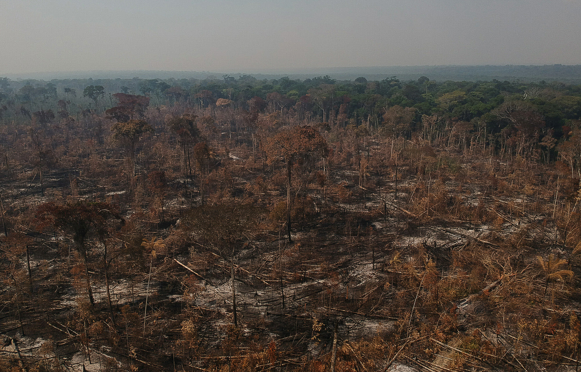 Exploração madeireira e incêndios florestais: 8 – Métodos para avaliar a  vulnerabilidade a incêndio - Amazônia Real