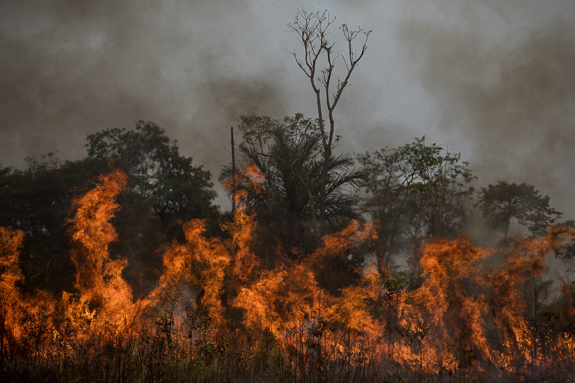 Amazônia em Chamas 20 Queimadas consomem árvores e animais no sul do