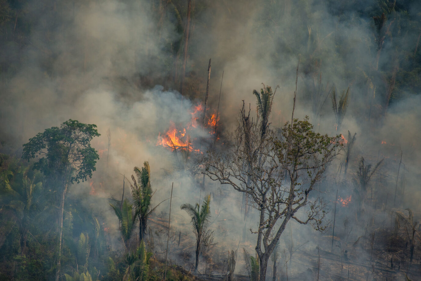 Exploração madeireira e incêndios florestais: 8 – Métodos para avaliar a  vulnerabilidade a incêndio - Amazônia Real