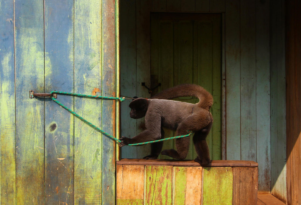 Manaus conta com um só Cetas em funcionamento; na cena, macaco barrigudo é amarrado em frente a uma casa