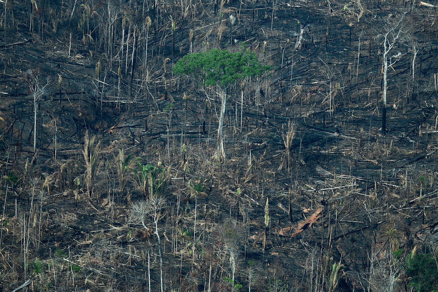 Com extrativismo sustentável, povos da floresta resistem ao desmatamento